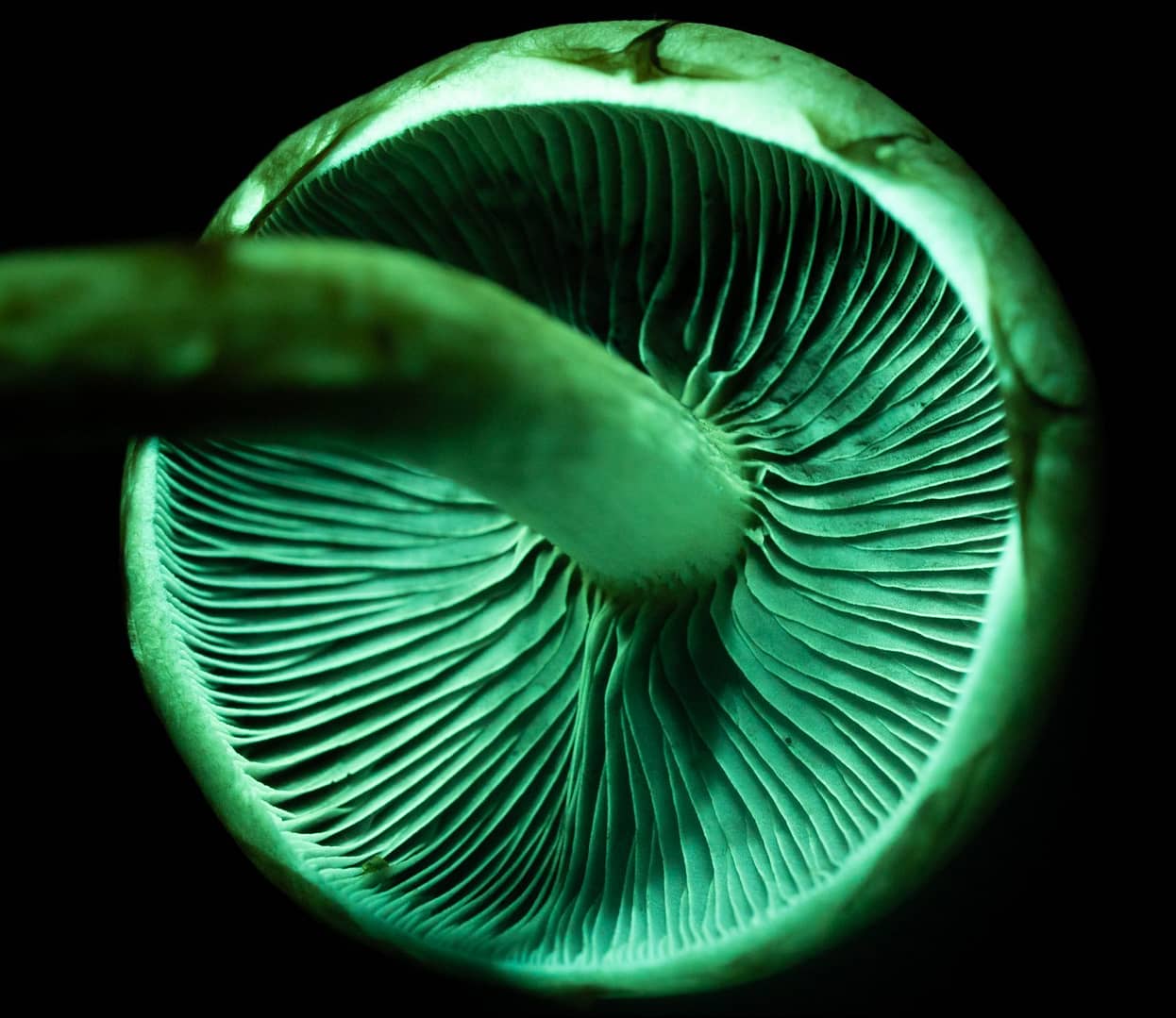Biofluorescent night walk
