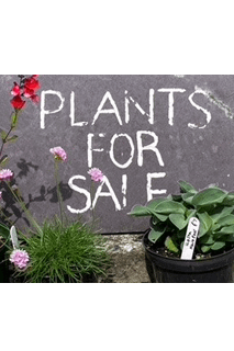 Plants for Sale