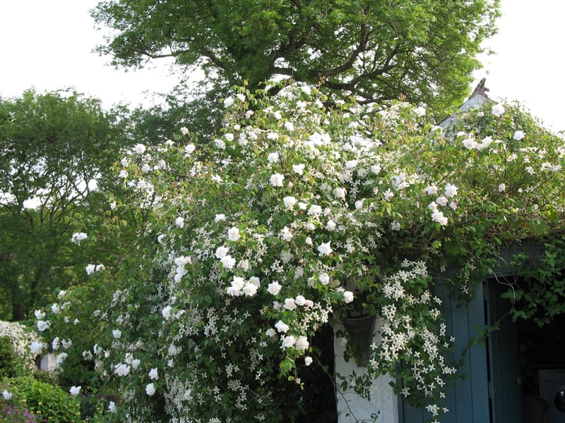 Rosa Mme. Alfred Carriere and Clematis wilsonii